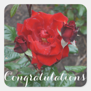 Gratulationen Crimson Bouquet #1 Stickers