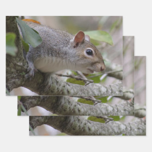 Grau-Eichhörnchen Behalte Geschenkpapier Set