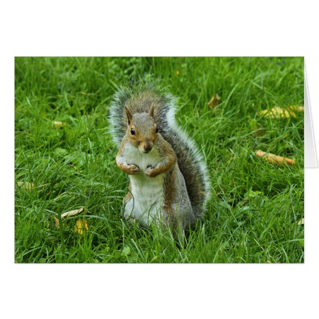 Grau Eichhörnchen, Bute Park, Cardiff (Vorderseite (Horizontal))