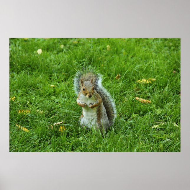 Grau Eichhörnchen, Bute Park, Cardiff Poster (Vorne)