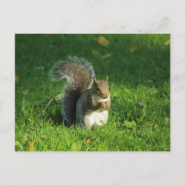 Grau Eichhörnchen, Bute Park, Cardiff Postkarte