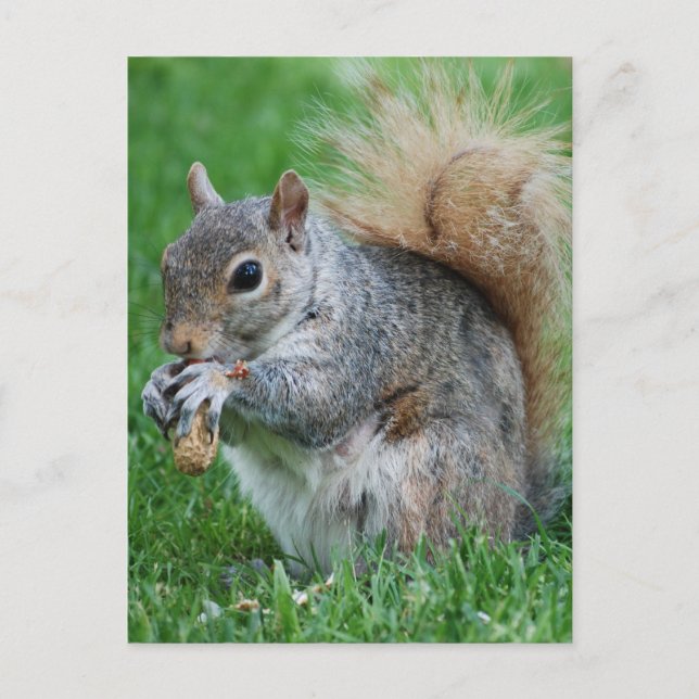 Grau-Eichhörnchen-Postkarte Postkarte (Vorderseite)