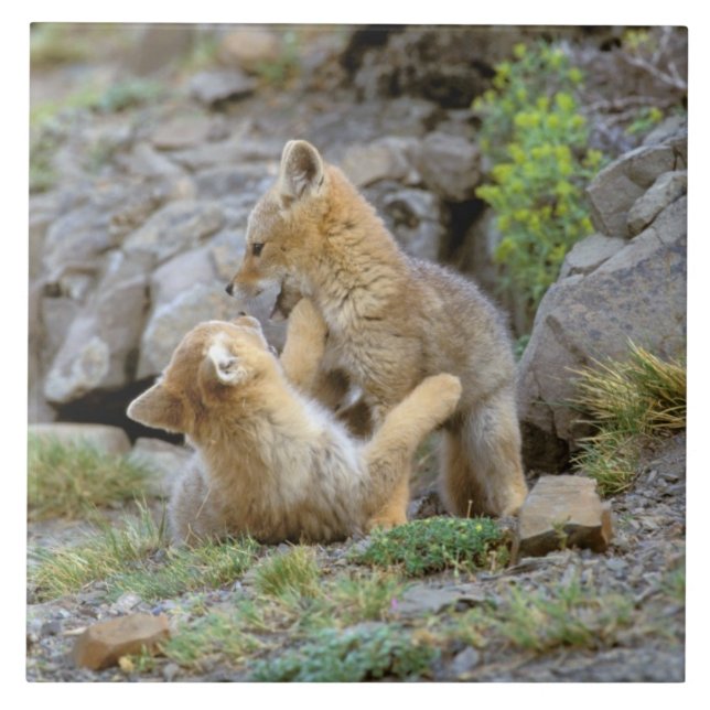 Grau-Fox-Paar (Lycalopex griseus) 2 Fliese (Vorderseite)