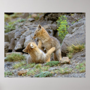 Grau-Fox-Paar (Lycalopex griseus) 2 Poster