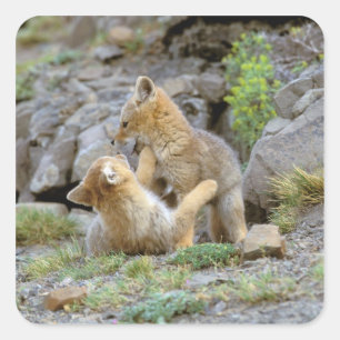 Grau-Fox-Paar (Lycalopex griseus) 2 Quadratischer Aufkleber