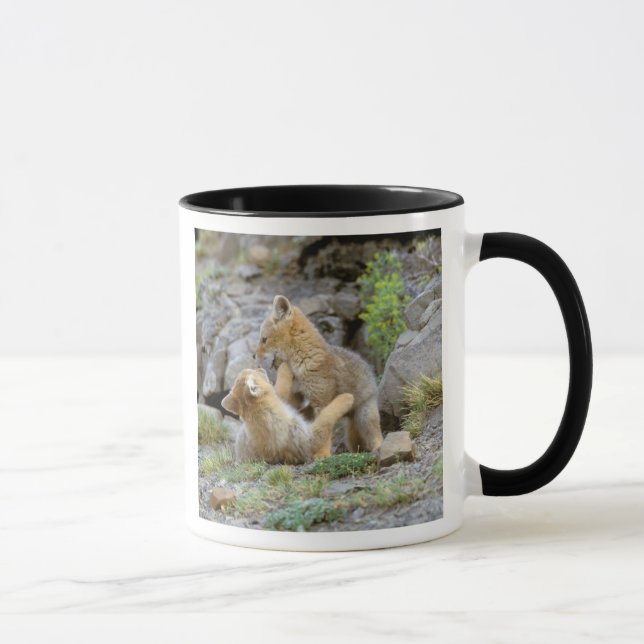 Grau-Fox-Paar (Lycalopex griseus) 2 Tasse (Rechts)