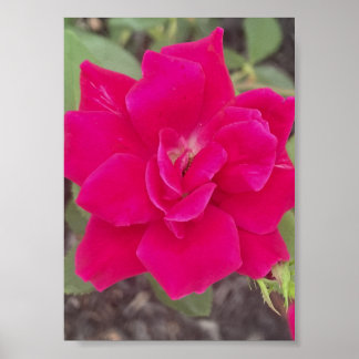 Grau für einen Tag Roter Blumenprint Poster