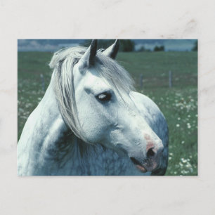 Grau in bewässerter Weide Postkarte