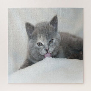 Grau Kitten Licking Snow Puzzle
