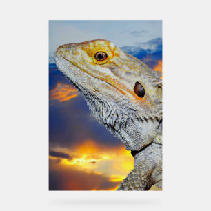 Grau Lizard bei Sonnenuntergang Acrylschild