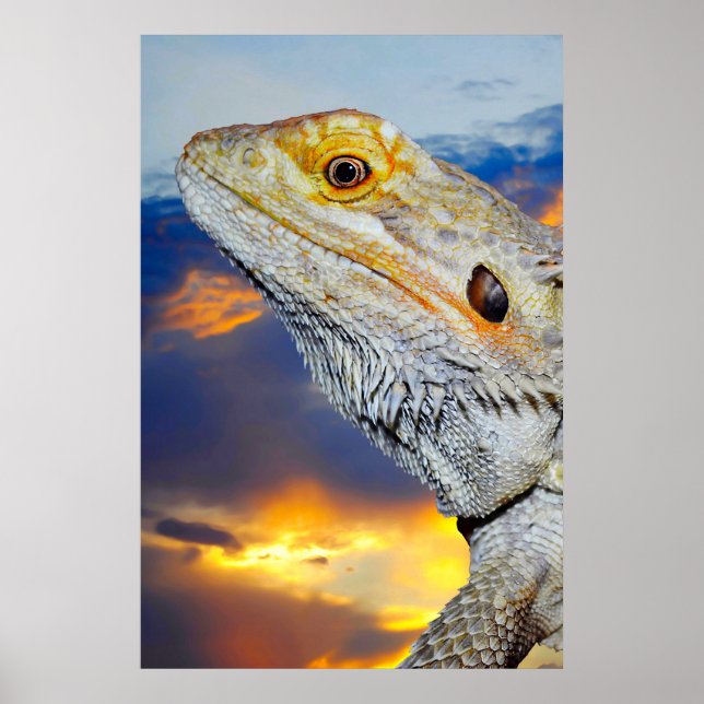 Grau Lizard bei Sonnenuntergang Poster (Vorne)