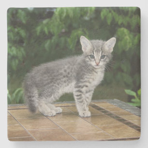 Grau Savannah Cat Square Untersetzer