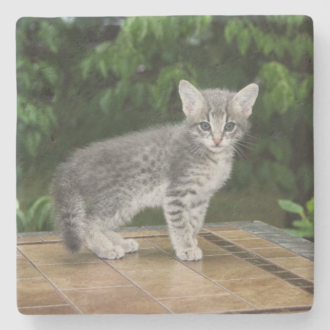 Grau Savannah Cat Square Untersetzer (Vorderseite)