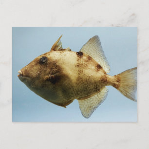 Grau Triggerfish Postkarte