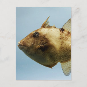 Grau Triggerfish Postkarte