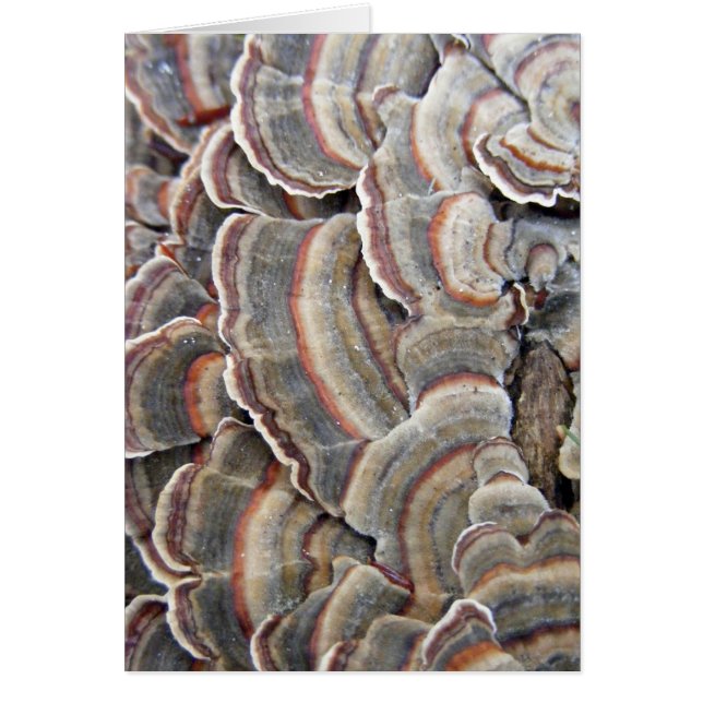 Grau und Burgunder-Pilz-Kräuselungen (Vorne)