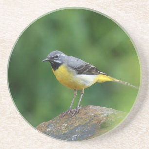 Grau Wagtail - Vogel Getränkeuntersetzer