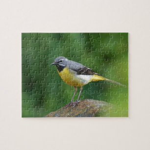 Grau Wagtail - Vogel Puzzle