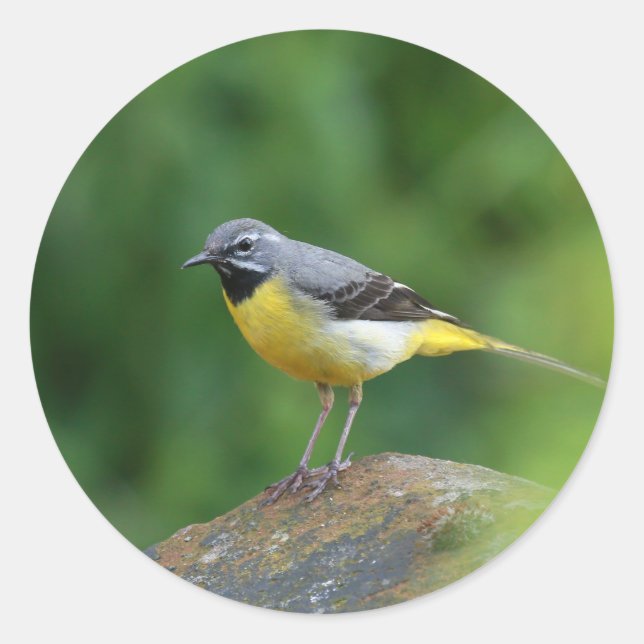 Grau Wagtail - Vogel Runder Aufkleber (Vorderseite)