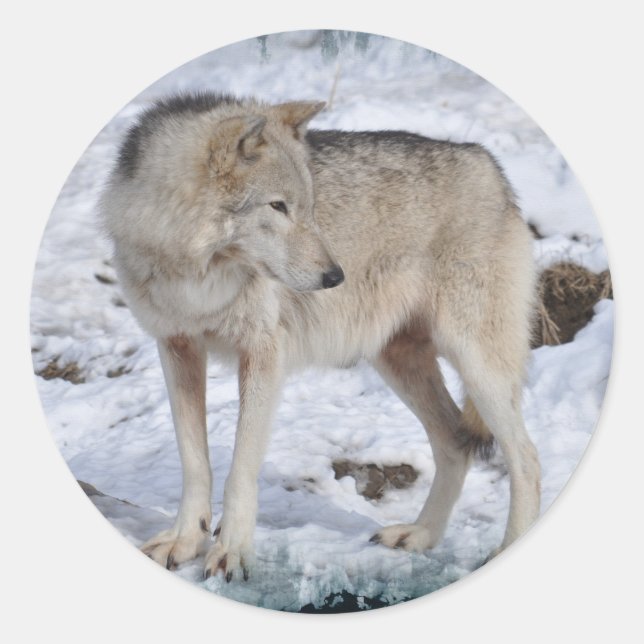 Grau Wolf im Winter Snow Wildlife Foto Runder Aufkleber (Vorderseite)