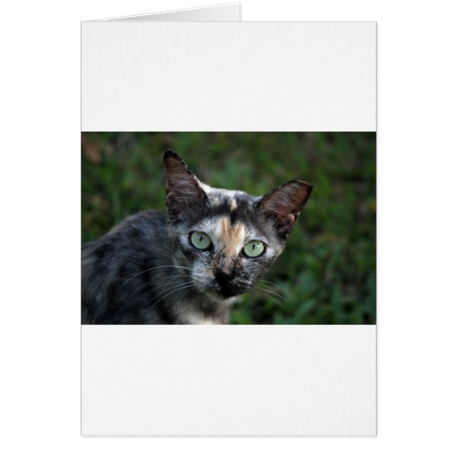 Graubraun-weiße Katze mit grünen Augen (Vorne)