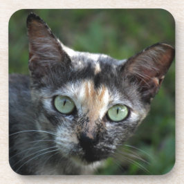 Graubraun-weiße Katze mit grünen Augen Getränkeuntersetzer