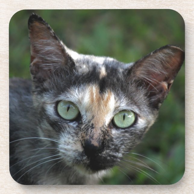 Graubraun-weiße Katze mit grünen Augen Getränkeuntersetzer (Vorderseite)