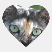 Graubraun-weiße Katze mit grünen Augen