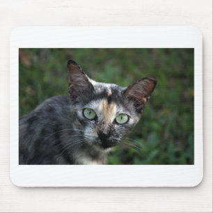 Graubraun-weiße Katze mit grünen Augen Mousepad