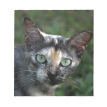 Graubraun-weiße Katze mit grünen Augen