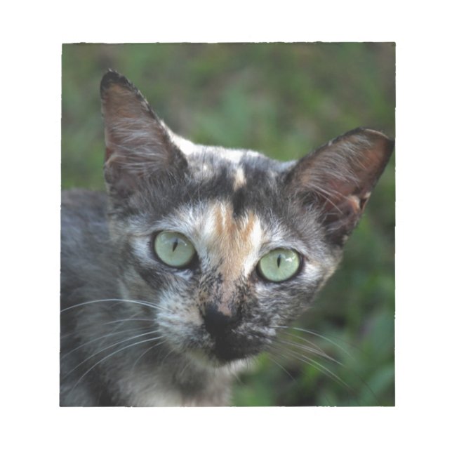 Graubraun-weiße Katze mit grünen Augen Notizblock (Vorderseite)