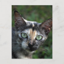 Graubraun-weiße Katze mit grünen Augen