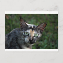 Graubraun-weiße Katze mit grünen Augen