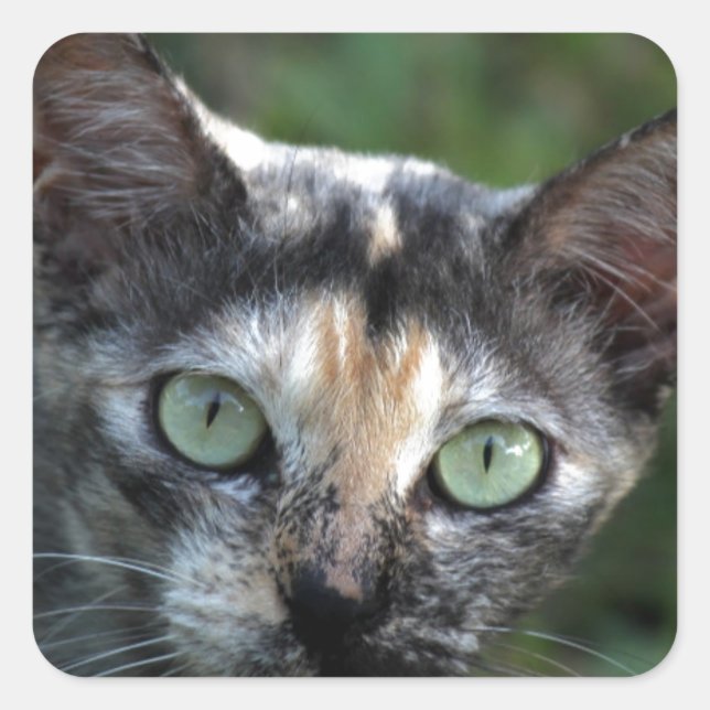 Graubraun-weiße Katze mit grünen Augen Quadratischer Aufkleber (Vorderseite)