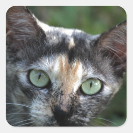Graubraun-weiße Katze mit grünen Augen Quadratischer Aufkleber