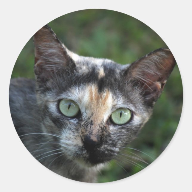 Graubraun-weiße Katze mit grünen Augen Runder Aufkleber (Vorderseite)