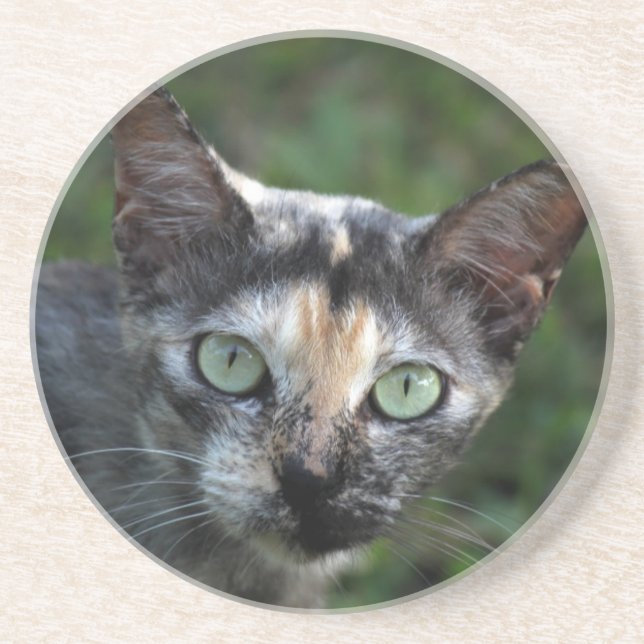 Graubraun-weiße Katze mit grünen Augen Sandstein Untersetzer (Vorne)