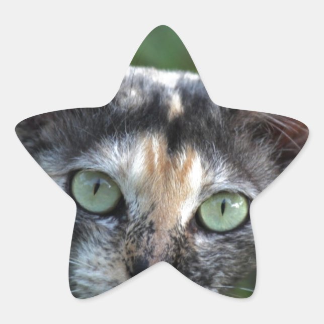 Graubraun-weiße Katze mit grünen Augen Stern-Aufkleber (Vorderseite)