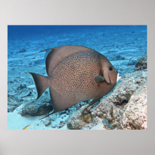 Graue Angelfish Poster
