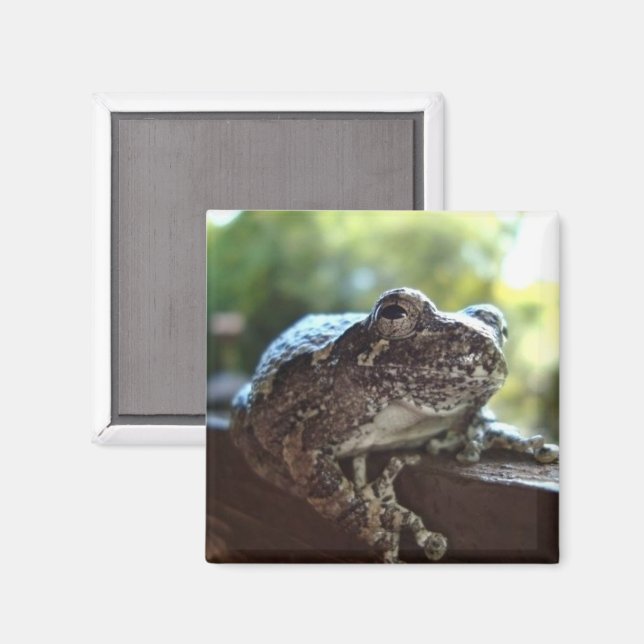 Graue Baum-Frosch, der auf einer Mauer steht Magnet (Vorderseite/Rückseite)