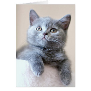 Graue britische Shorthair Katze