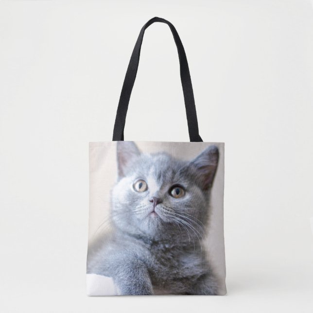 Graue britische Shorthair Katze (Vorderseite)