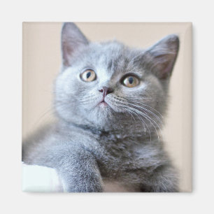 Graue britische Shorthair Katze Magnet
