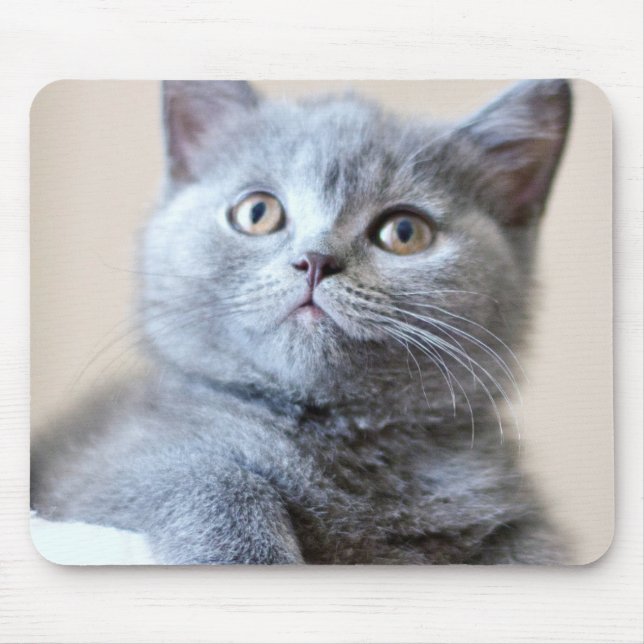 Graue britische Shorthair Katze Mousepad (Vorne)