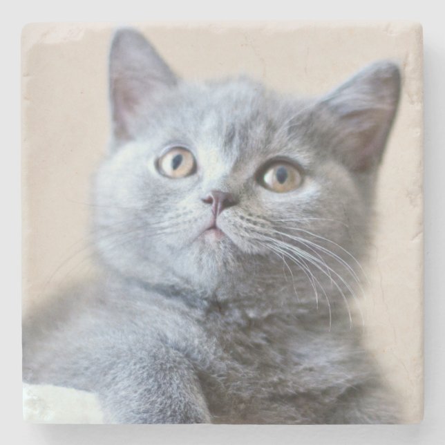 Graue britische Shorthair Katze Steinuntersetzer (Vorderseite)