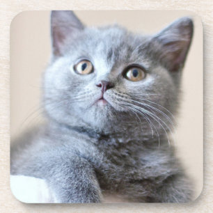 Graue britische Shorthair Katze Untersetzer