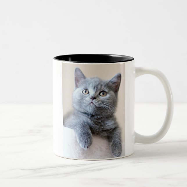 Graue britische Shorthair Katze Zweifarbige Tasse (Rechts)
