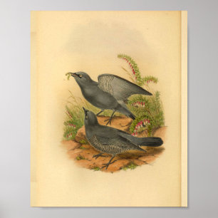 Graue Bruijn's Cuckoo Shrike Bird Vintag Print Poster