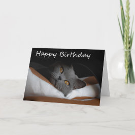 Graue Cat Happy Birthday Card Karte