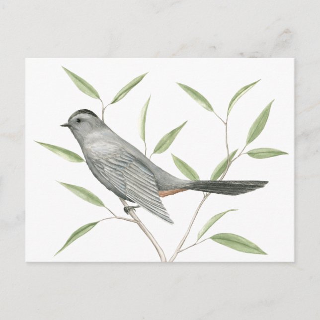 Graue Catbird Bird Art Postkarte (Vorderseite)